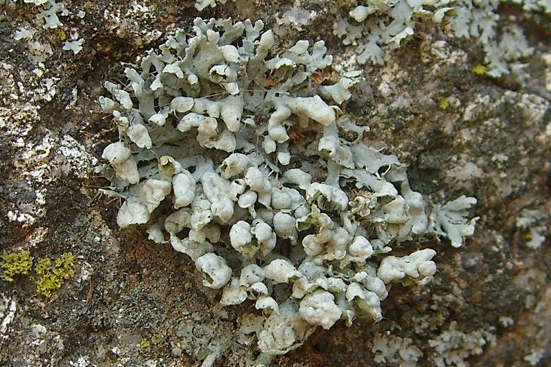 Physcia adscendens