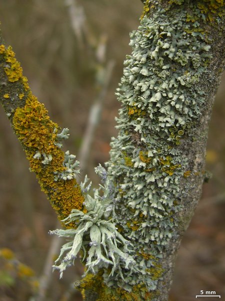 Physcia adscendens