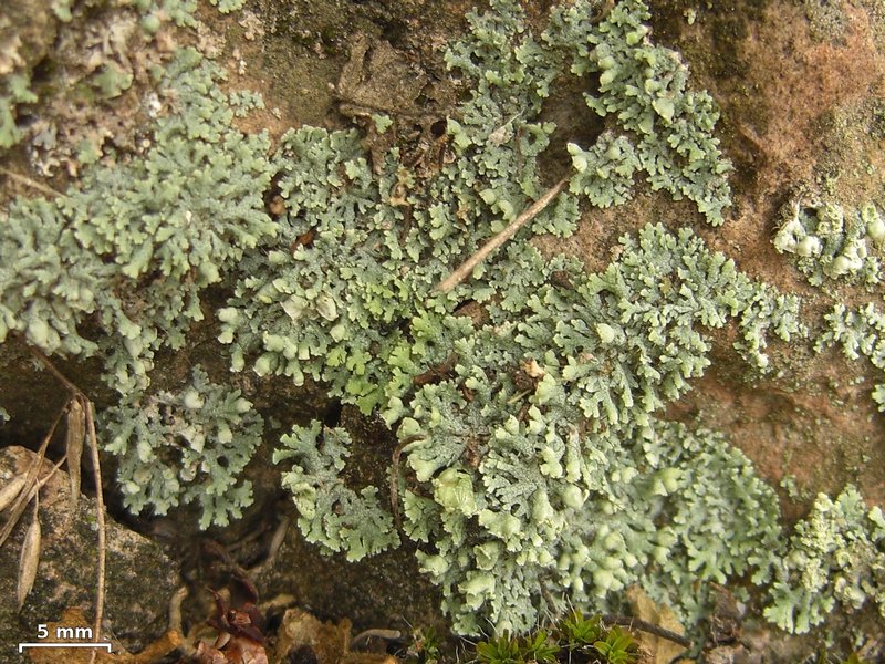 Physcia adscendens