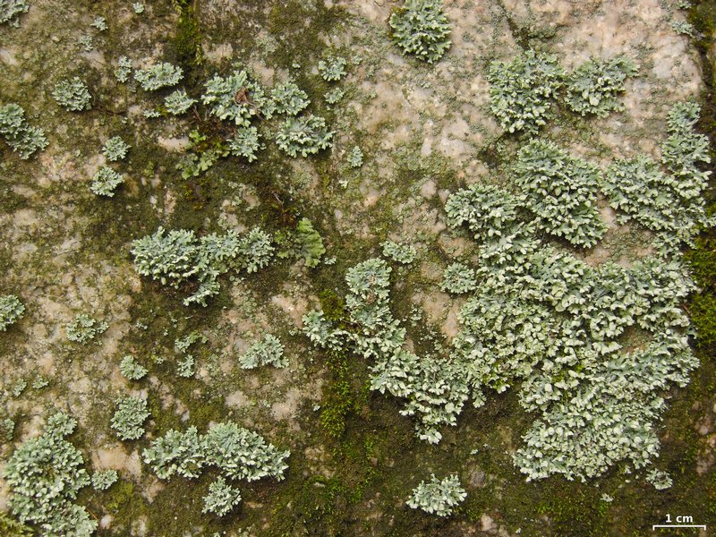 Physcia adscendens