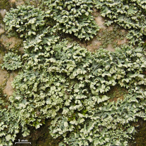 Physcia adscendens