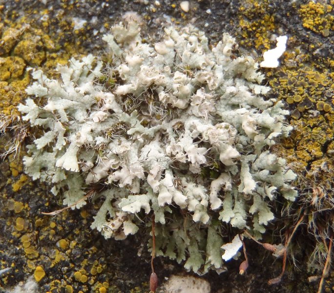 Physcia adscendens