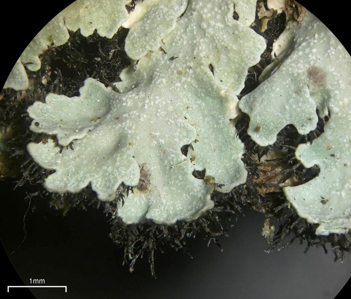 Physcia aipolia