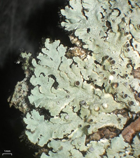Physcia aipolia