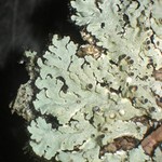 Physcia aipolia