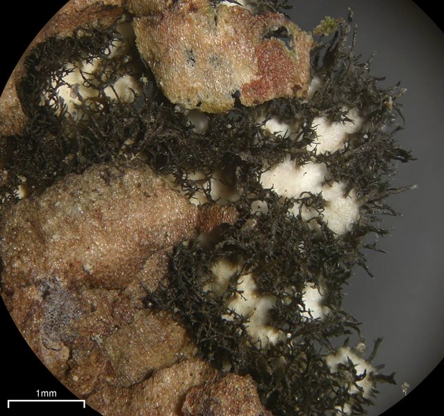 Physcia aipolia