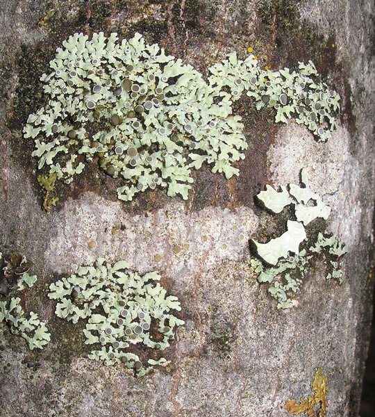 Physcia alnophila