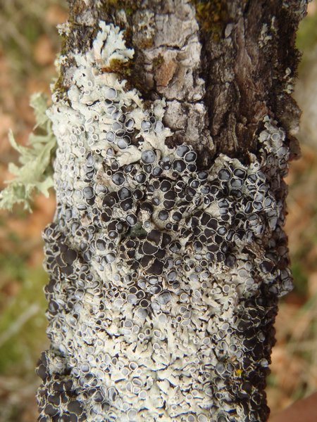 Physcia alnophila