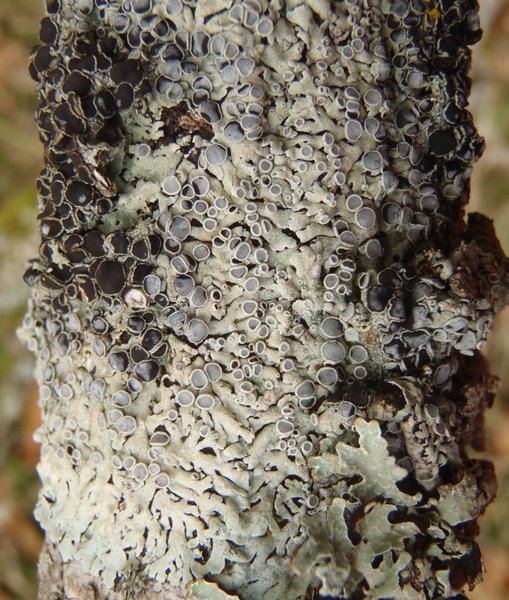 Physcia alnophila