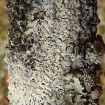 Physcia alnophila