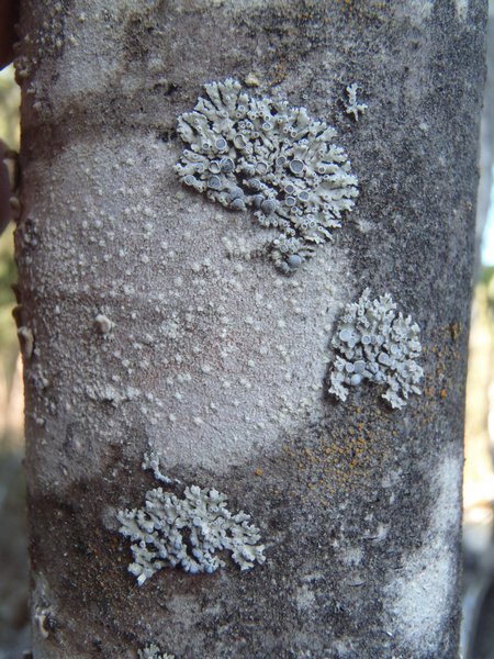 Physcia alnophila