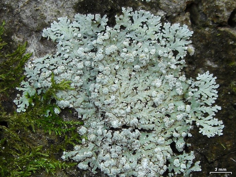 Physcia americana