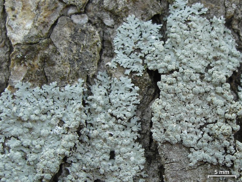 Physcia americana