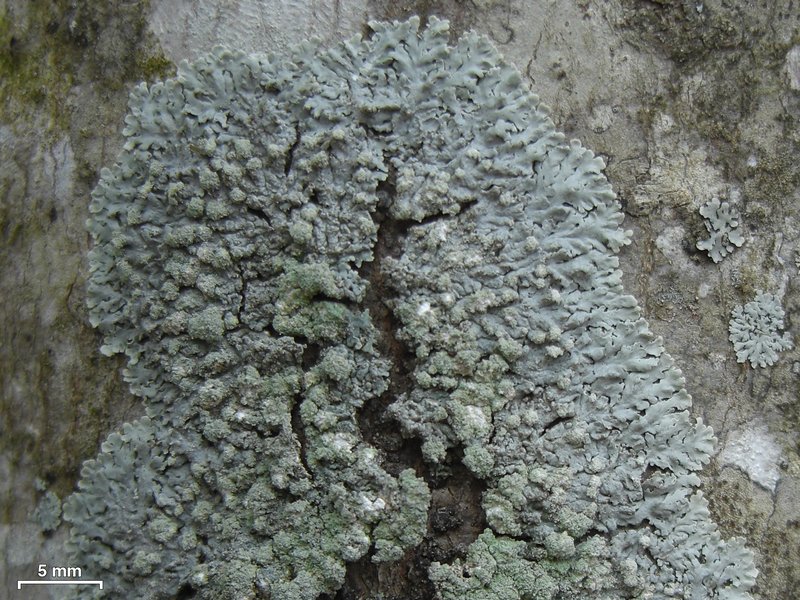 Physcia americana