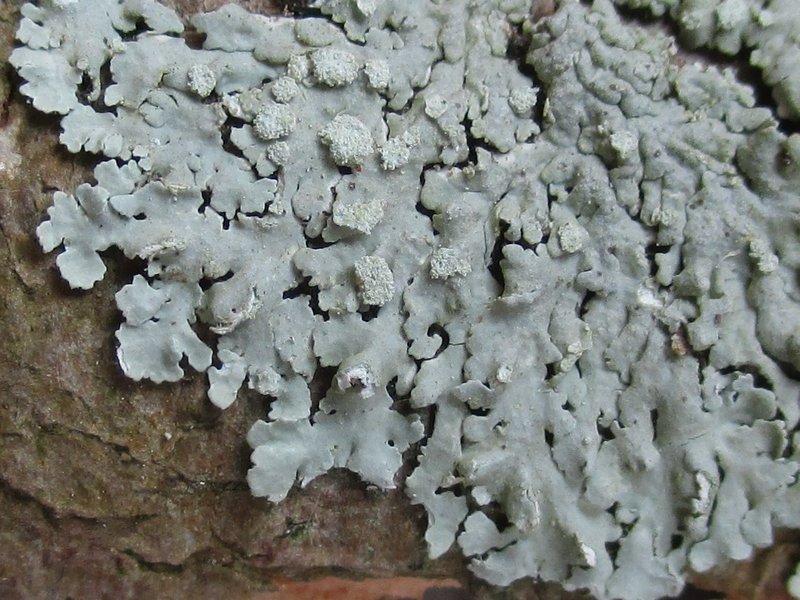 Physcia americana