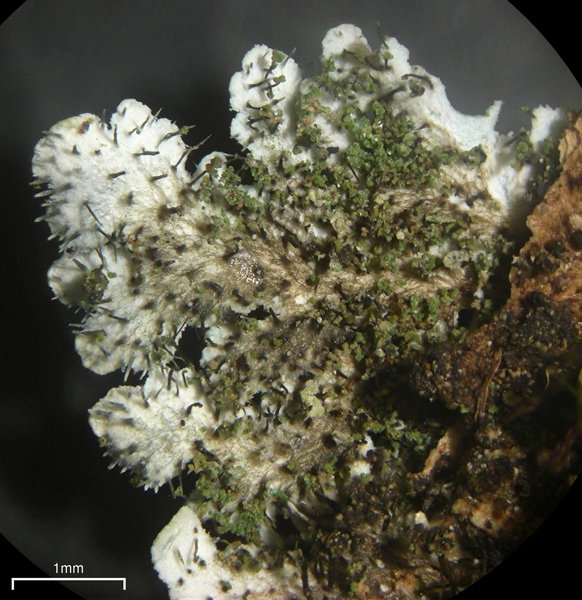 Physcia atrostriata