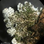 Physcia atrostriata