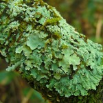 Physcia atrostriata