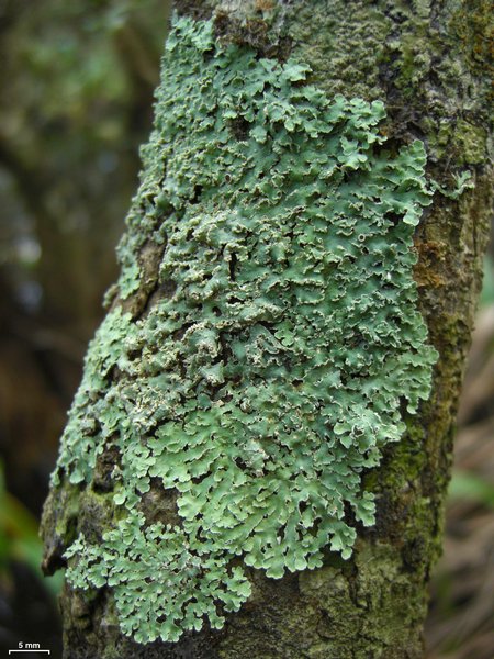 Physcia atrostriata