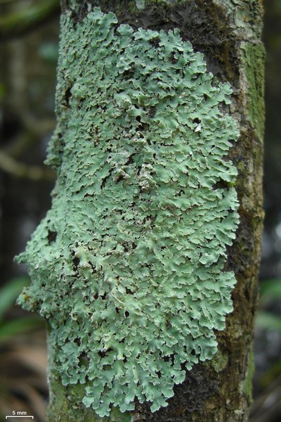 Physcia atrostriata