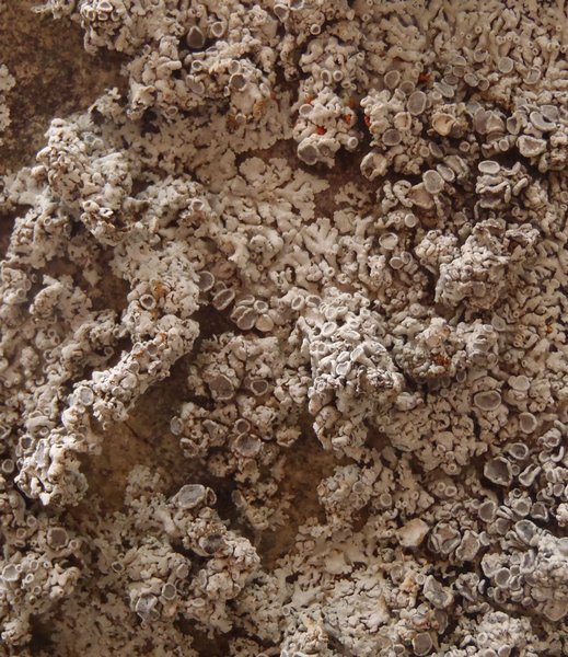 Physcia biziana