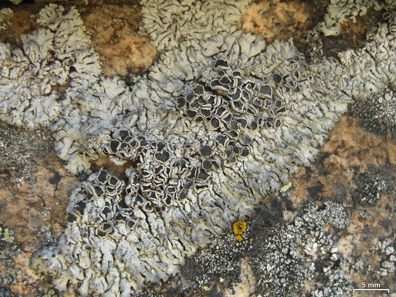 Physcia biziana