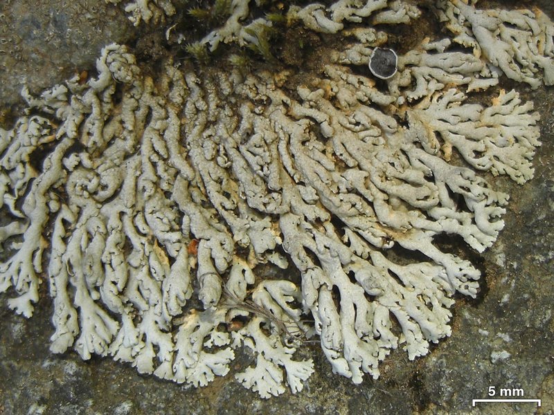 Physcia biziana