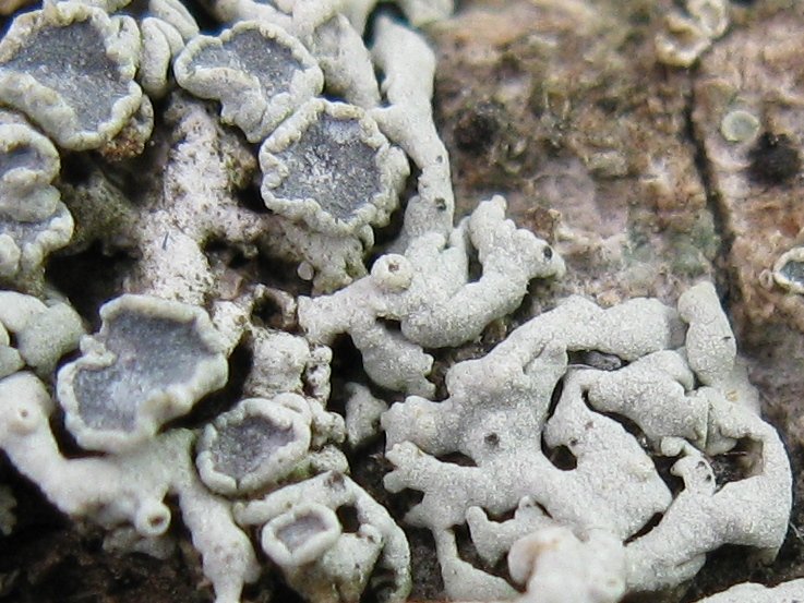 Physcia biziana