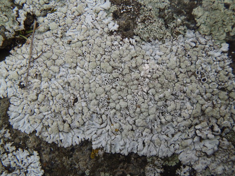 Physcia caesia