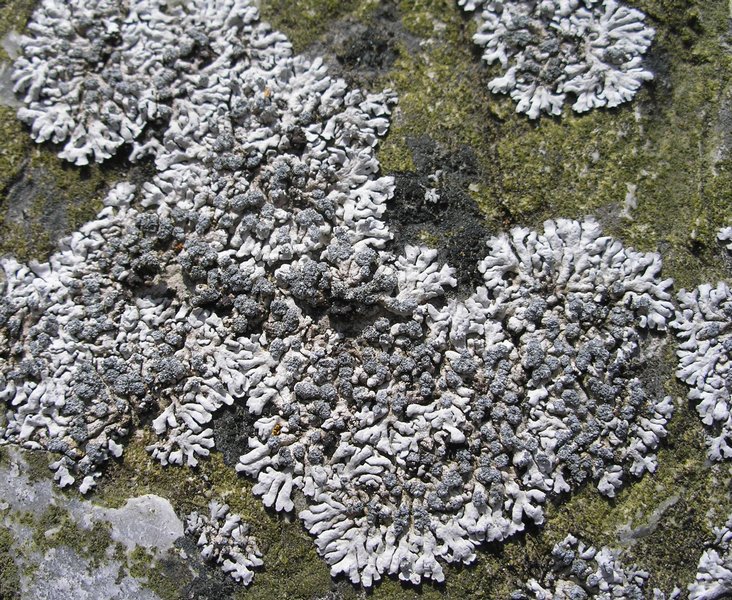 Physcia caesia