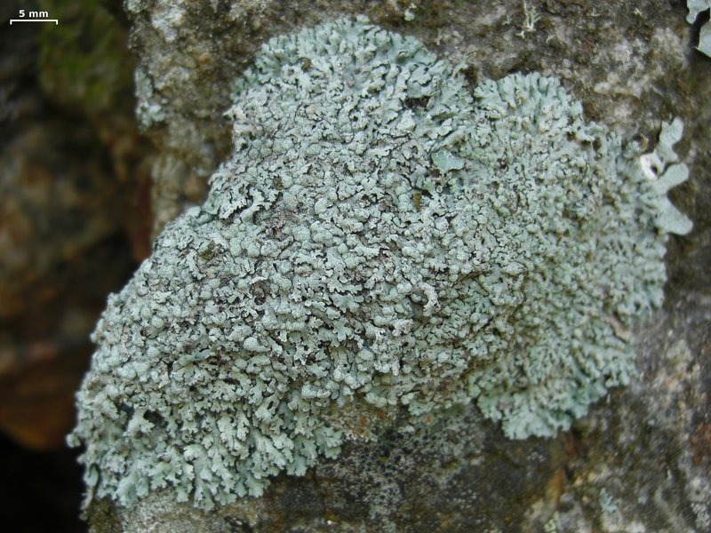 Physcia caesia