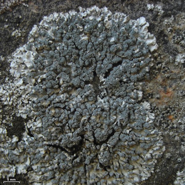 Physcia caesia