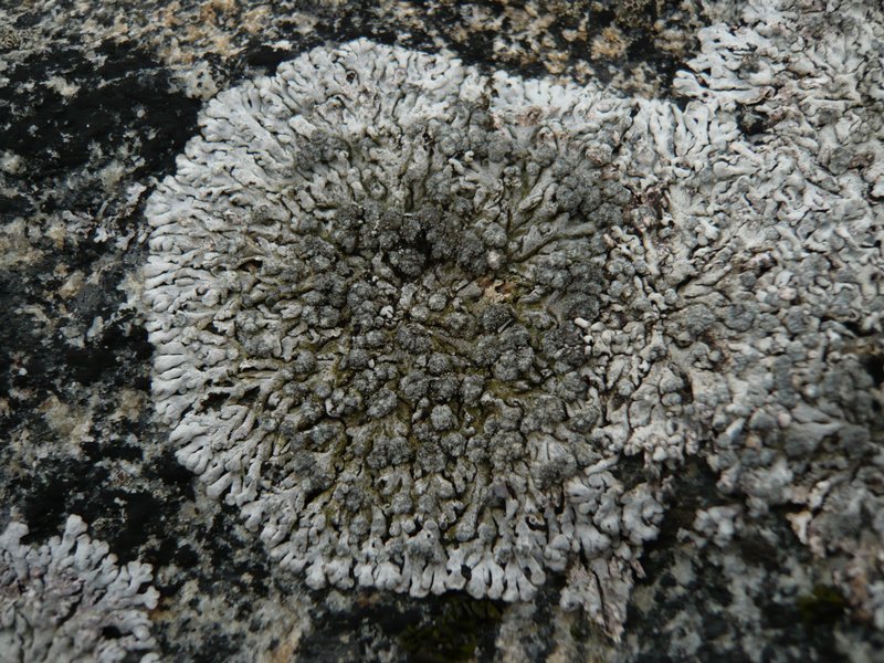 Physcia caesia