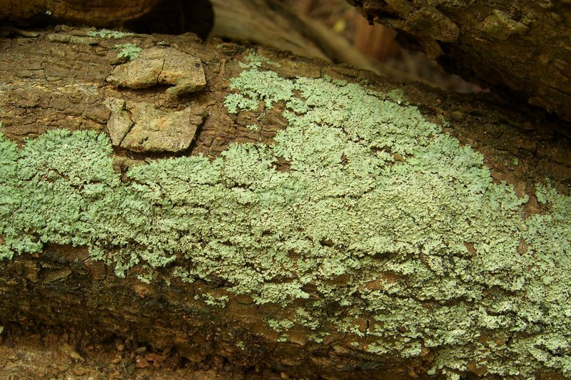 Physcia crispa