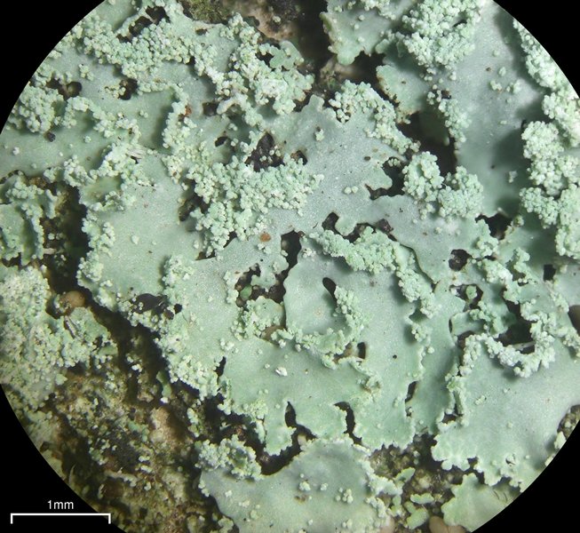 Physcia crispa