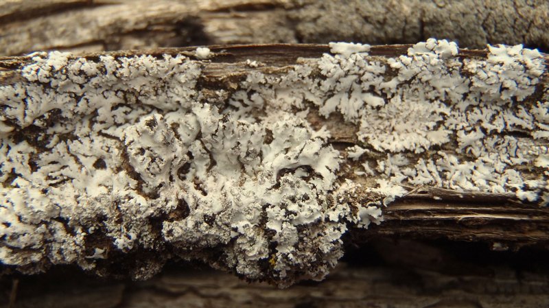 Physcia dimidiata