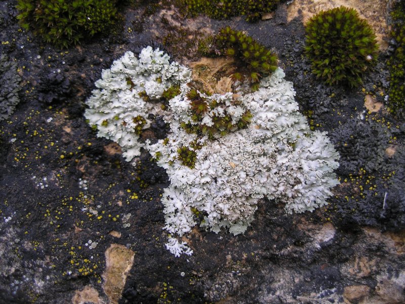 Physcia dimidiata