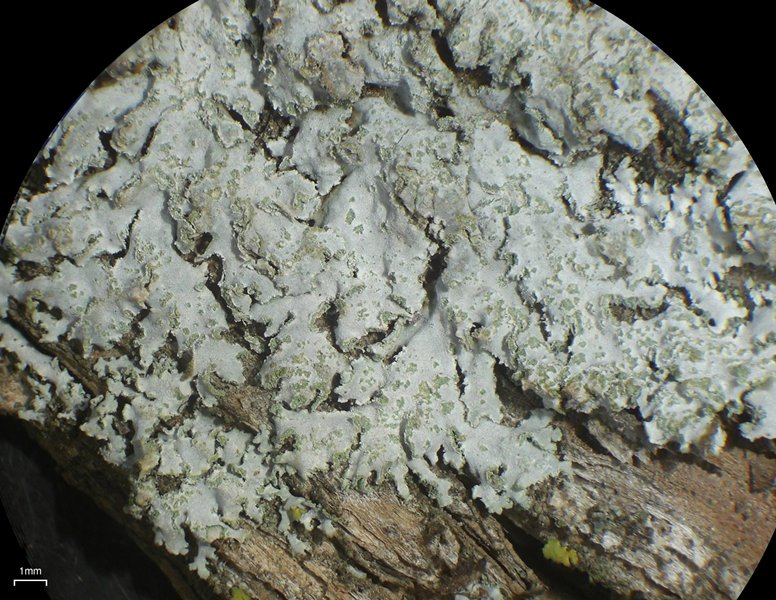Physcia dimidiata