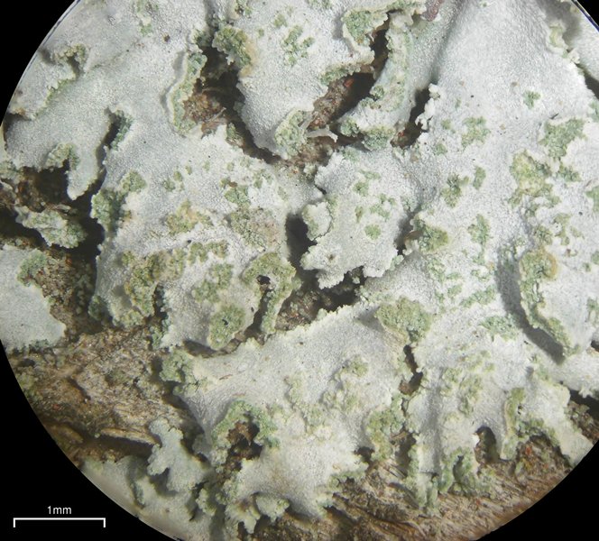Physcia dimidiata