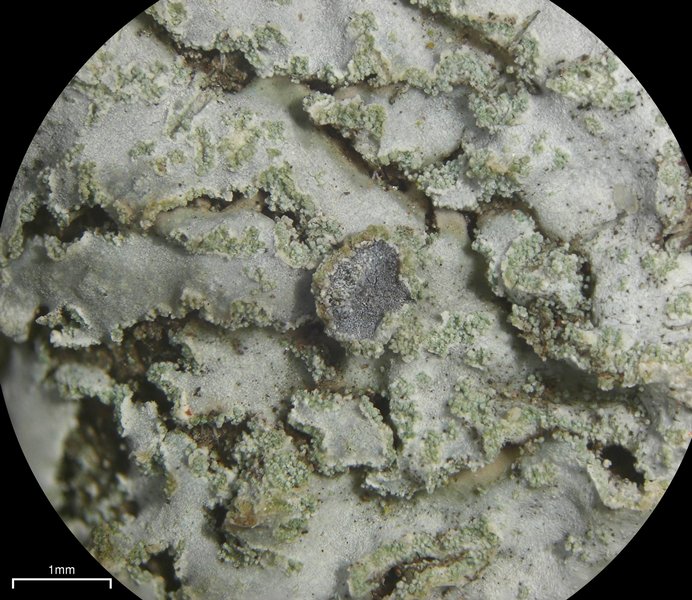 Physcia dimidiata