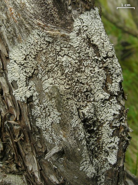 Physcia dimidiata