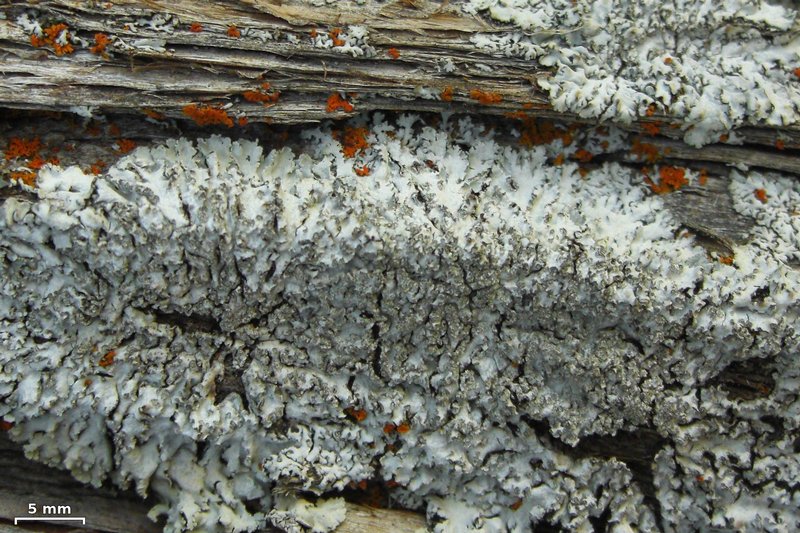 Physcia dimidiata