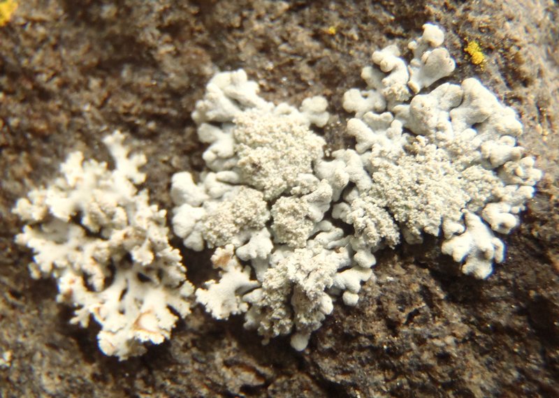 Physcia dimidiata