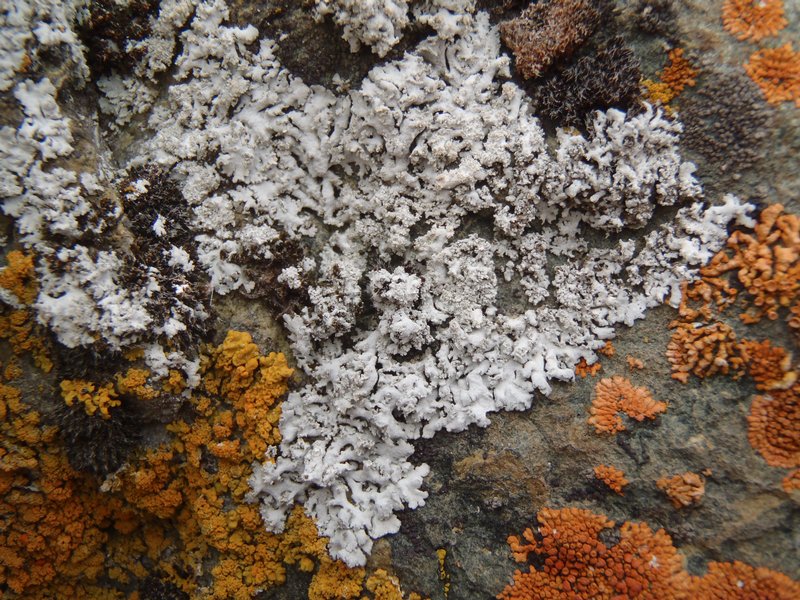 Physcia dimidiata