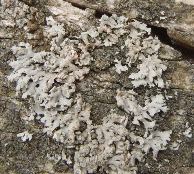 Physcia dubia