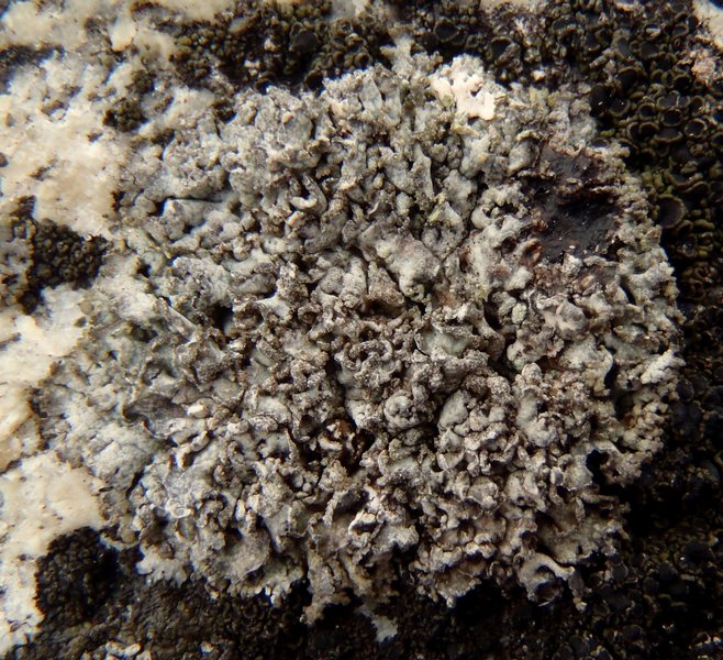 Physcia dubia
