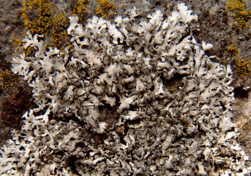 Physcia dubia