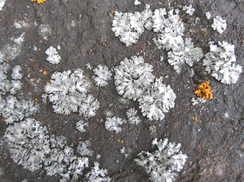 Physcia dubia