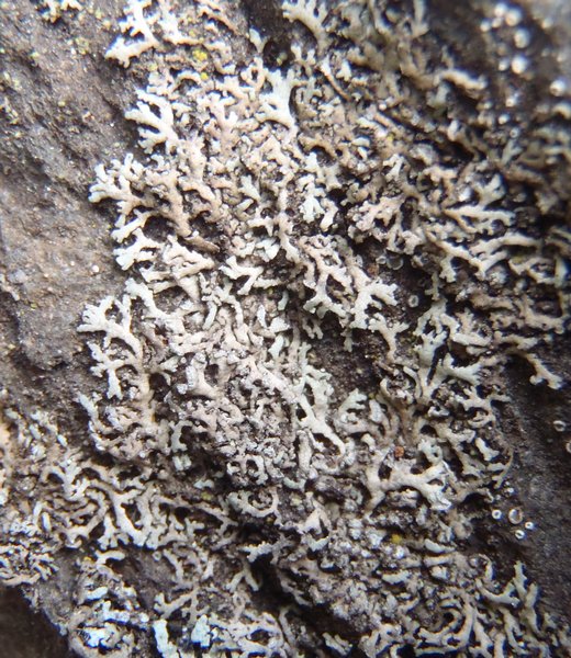 Physcia dubia