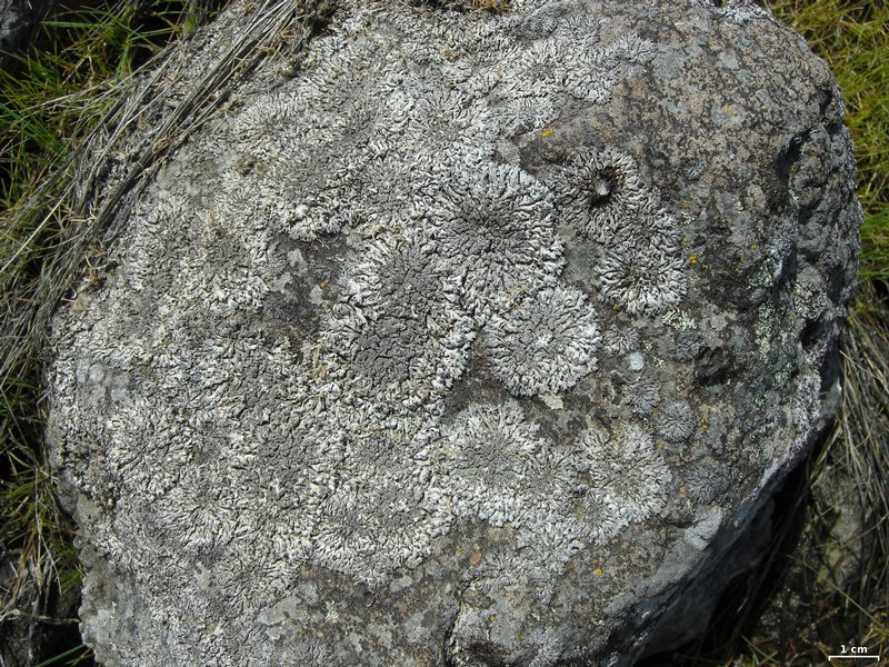 Physcia dubia
